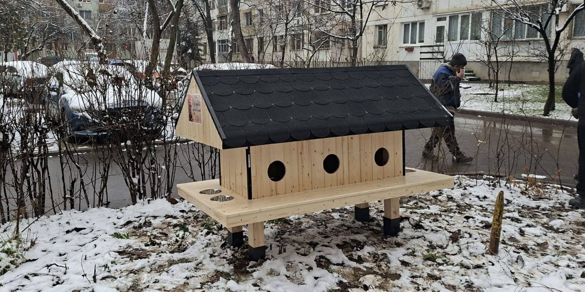 Patru-noi-casute-pentru-pisici.jpg - JurnalUrban