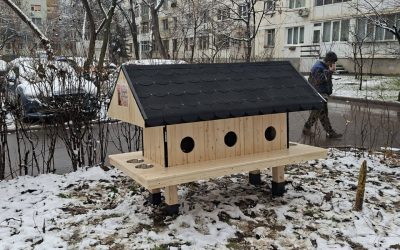 Patru-noi-casute-pentru-pisici.jpg - JurnalUrban