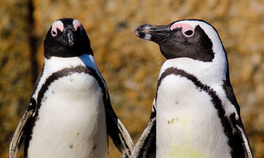 Pinguini-africani.jpg - JurnalUrban