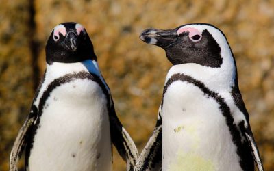 Pinguini-africani.jpg - JurnalUrban