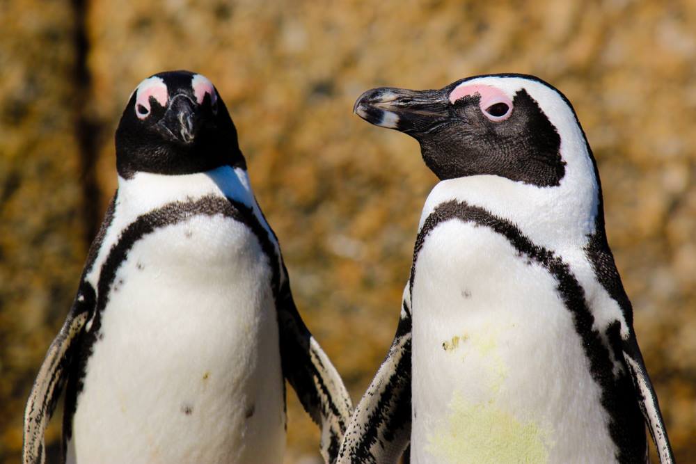 Un tablou neașteptat de sclipiri albul și negrul într-o zonă de coastă de pe continentele africane atrage atenția biologilor și ecologiștilor
