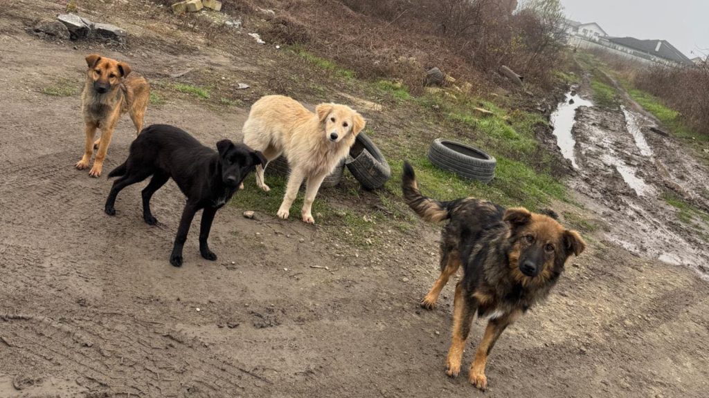 Campanie de sterilizări și microcipări gratuite pentru câinii din Ilfov, în plină desfășurare Autoritățile din județul Ilfov continuă eforturile de control și protecție a animalelor de companie, printr-o campanie de sterilizări și microcipări gratuite, dedicate atât câinilor cu stăpân, cât și celor fără deținător