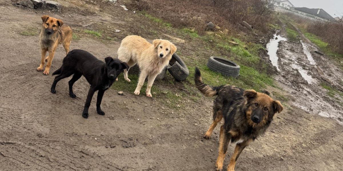 Sterilizare-caini-Ilfov.jpg - JurnalUrban