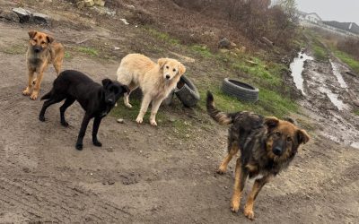 Sterilizare-caini-Ilfov.jpg - JurnalUrban