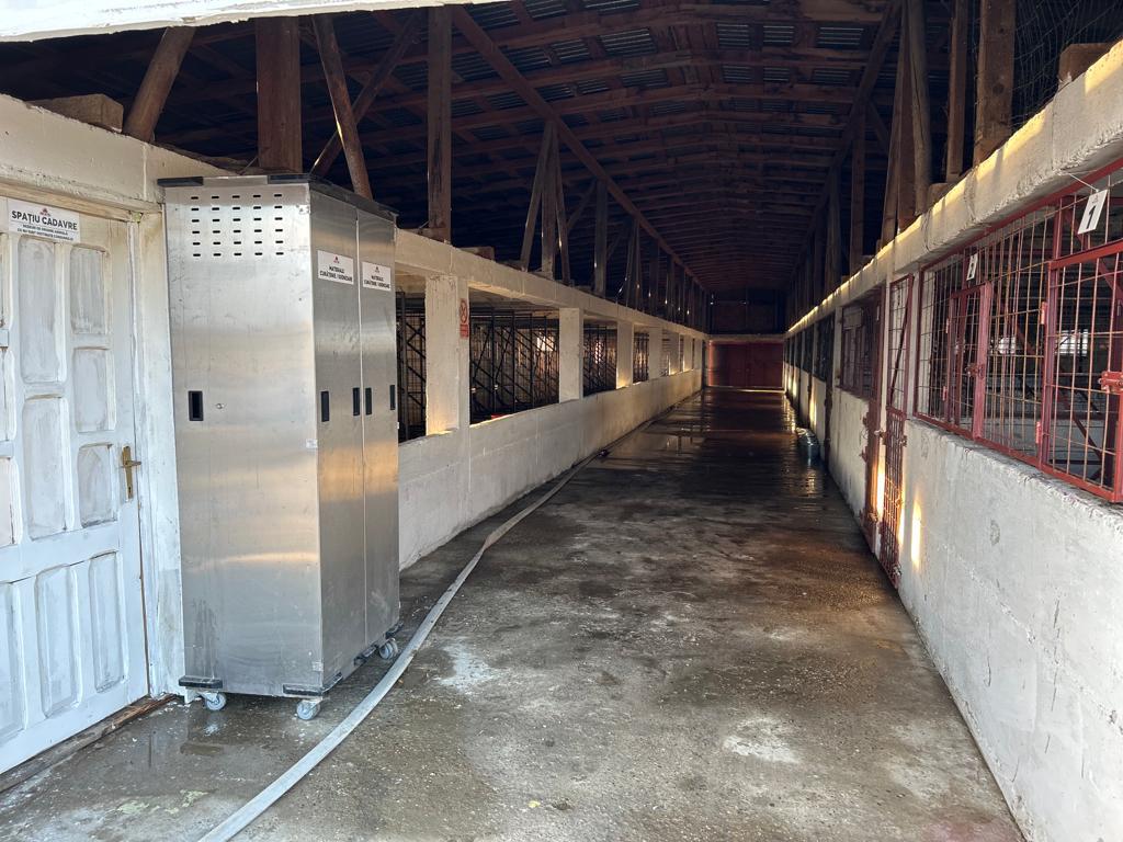 Primăria Grădiștea acuză firme private de încălcări legale în scandalul câinilor din Vrancea, CJ Ilfov anunță adăpost propriu