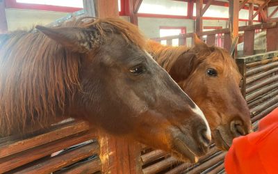 WhatsApp-Image-2024-03-29-at-1.21.34-PM-1536x1152-1.jpeg - JurnalUrban