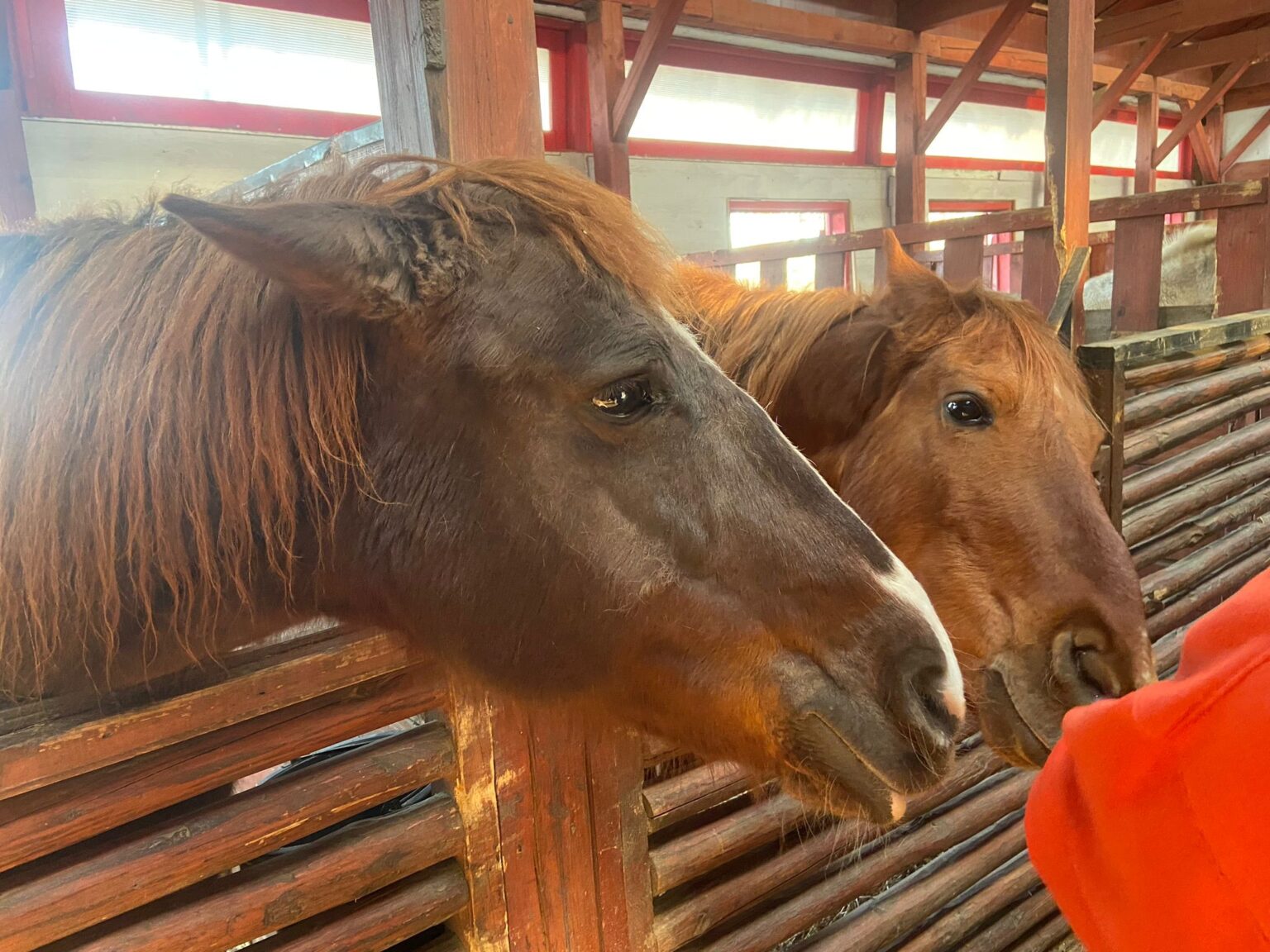 PMB cheltuie aproape 160.000 € pentru lucernă la adăpostul de la Tei Toboc, salvând peste 250 de cai din 2008