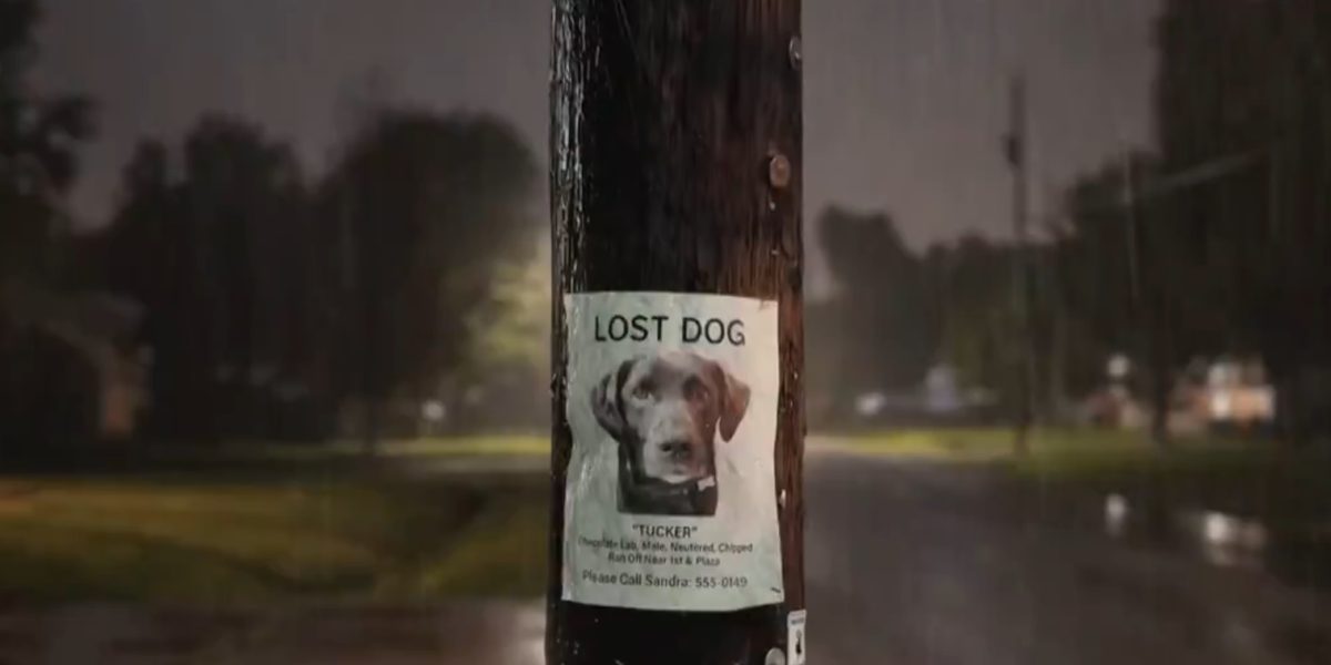 amazon-ring-tehnologie-monitorizare-animale-disparute.jpg - JurnalUrban