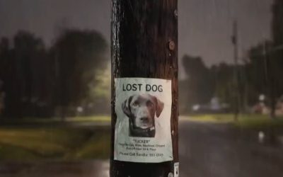 amazon-ring-tehnologie-monitorizare-animale-disparute.jpg - JurnalUrban