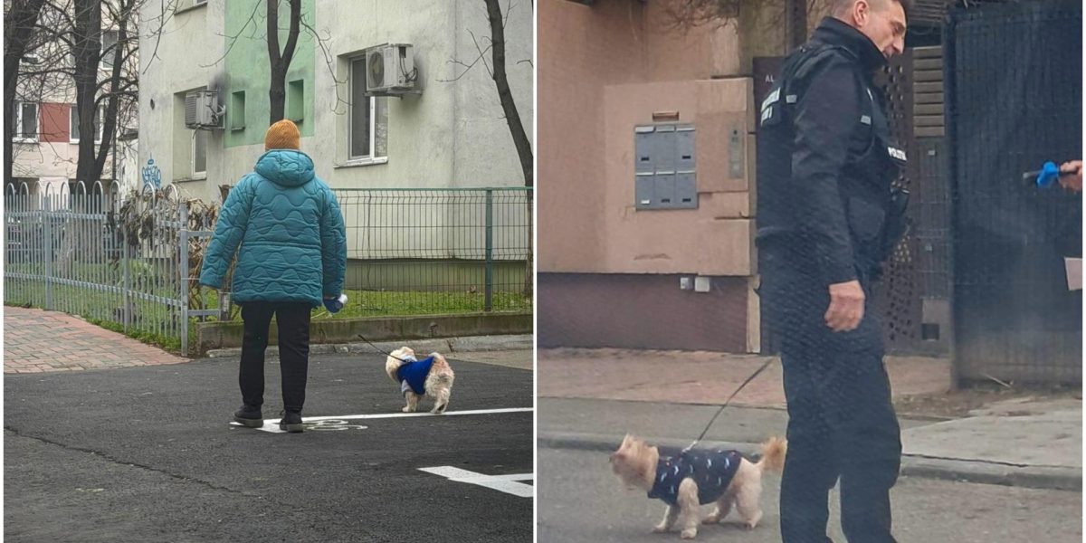 amenzi-bucuresteni-care-nu-strang-dupa-cainii-lor.jpg - JurnalUrban