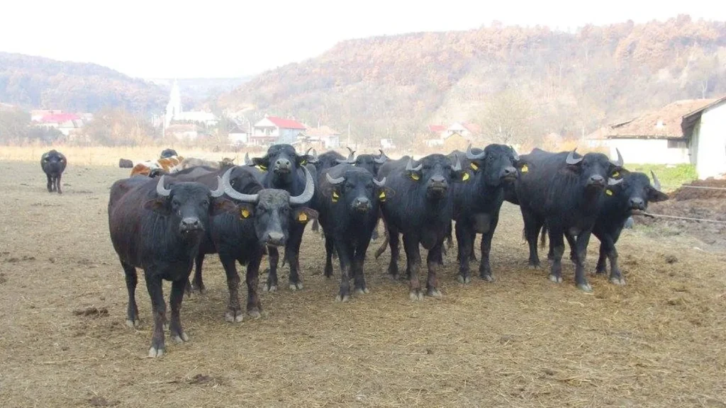 Bivolii, o specie pe cale de dispariție în România: de la tradiție rurală la riscul de extincție Bivolii, animale ce aveau o prezență frecventă în gospodăriile rurale din România, devin tot mai rară apariție, scăzând în număr în ultimele decenii