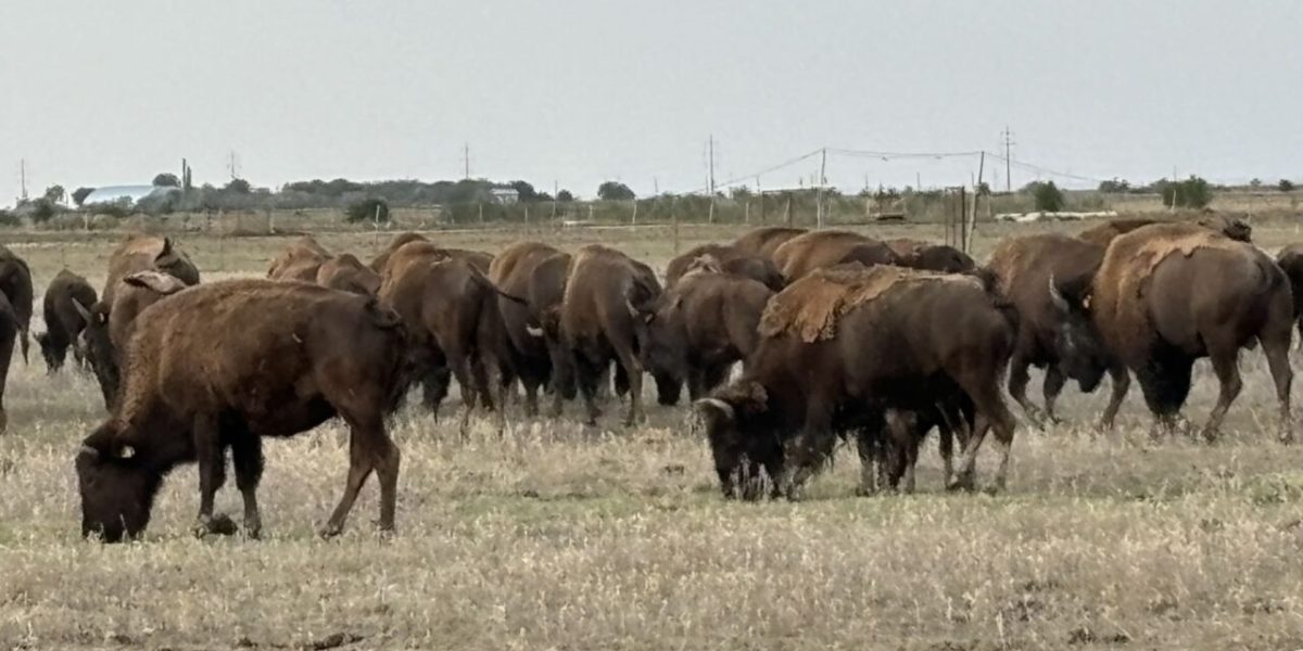 bizoni.jpg - JurnalUrban