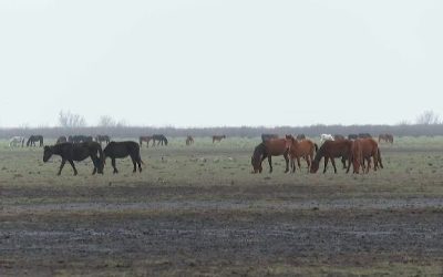 cai-letea-1.png - JurnalUrban