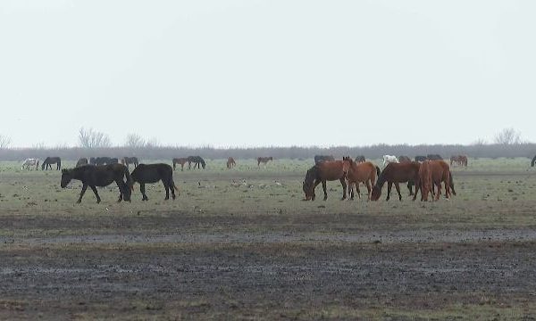 cai-letea-1.png - JurnalUrban