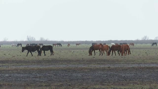 cai-letea-1.png - JurnalUrban