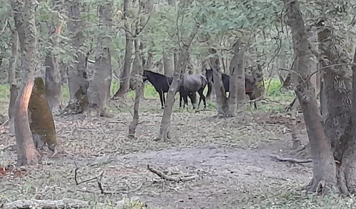 Salvare de urgență în Delta Dunării: sute de cai sălbatici au fost salvați din captivitate și pericol O situație de urgență neanunțată, dar cu impact major asupra ecologiei și biodiversității din Delta Dunării, a mobilizat echipe specializate pentru salvarea unor cai sălbatici aflați în pericol