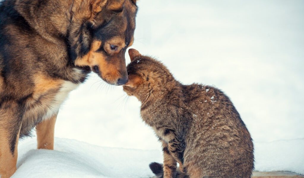 caine-pisica-frig-iarna-zapada.jpg - JurnalUrban
