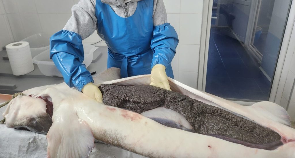România a făcut primii pași importanți în domeniul reproducției sturionilor, specie pe cale de dispariție, marcând o etapă semnificativă în dezvoltarea industriei locale a caviarului