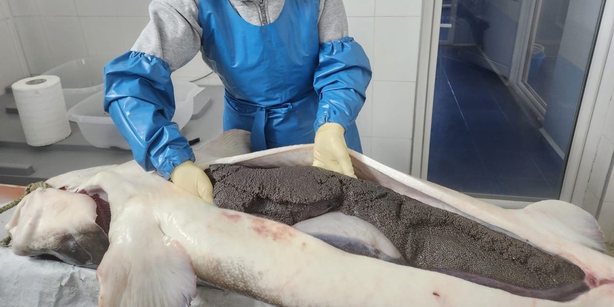 caviar1.jpg - JurnalUrban