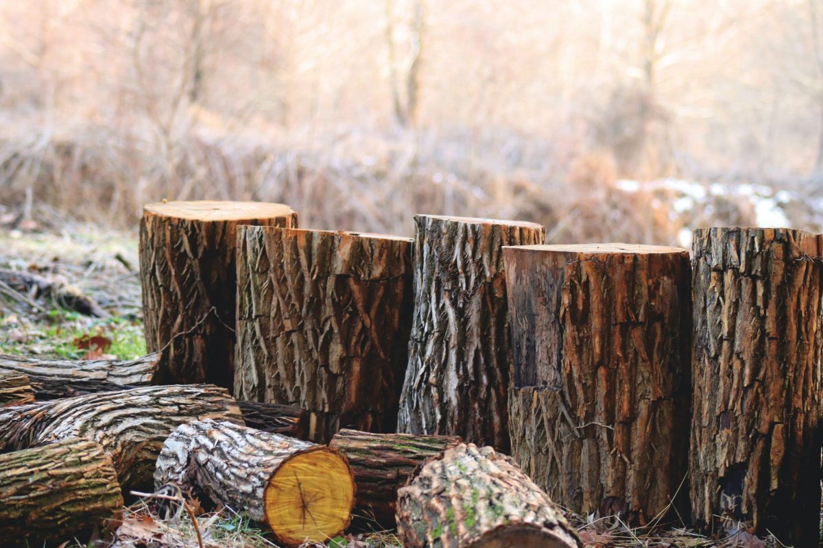 Tăieri ilegale de arbori în aria protejată Podișul Hârtibaciului, județul Brașov: o recentă intervenție a autorităților Într-o zonă de mare valoare ecologică din județul Brașov, inspectorii Gărzii Forestiere au descoperit recent incidente grave de tăieri ilegale de arbori, atrăgând atenția asupra riscurilor permanente pentru biodiversitatea locală și pentru echilibrul natural al regiunii