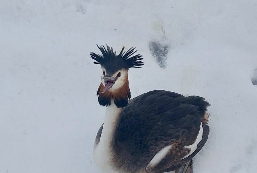 corcodel.jpg - JurnalUrban