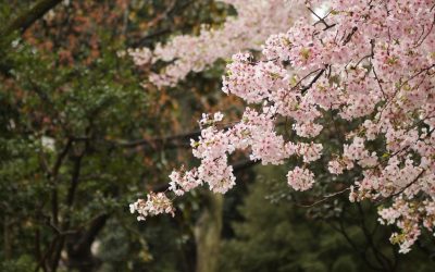 don-kawahigashi-0-0nQxBHJ84-unsplash.jpg - JurnalUrban