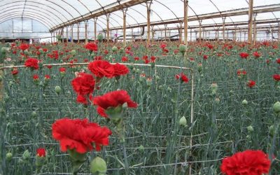 flori-garoafe-yalova.jpg - JurnalUrban