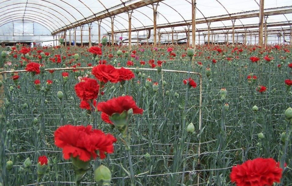 Flori și cifre impresionante pentru exportul european de Valentine’s Day În apropierea zilei de 14 februarie, cunoscută mondial ca Ziua Îndrăgostiților, România a înregistrat un adevărat record în exportul de flori, confirmând din nou statutul său de important jucător pe piața europeană a plantelor ornamentale