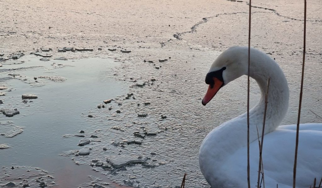 lacul-tabacarie-constanta-inghetat-parc-frig-ger-iarna-lebada.jpeg - JurnalUrban