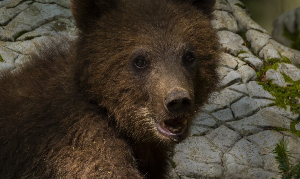 profimedia-0895160968.jpg - JurnalUrban