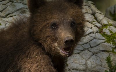 profimedia-0895160968.jpg - JurnalUrban