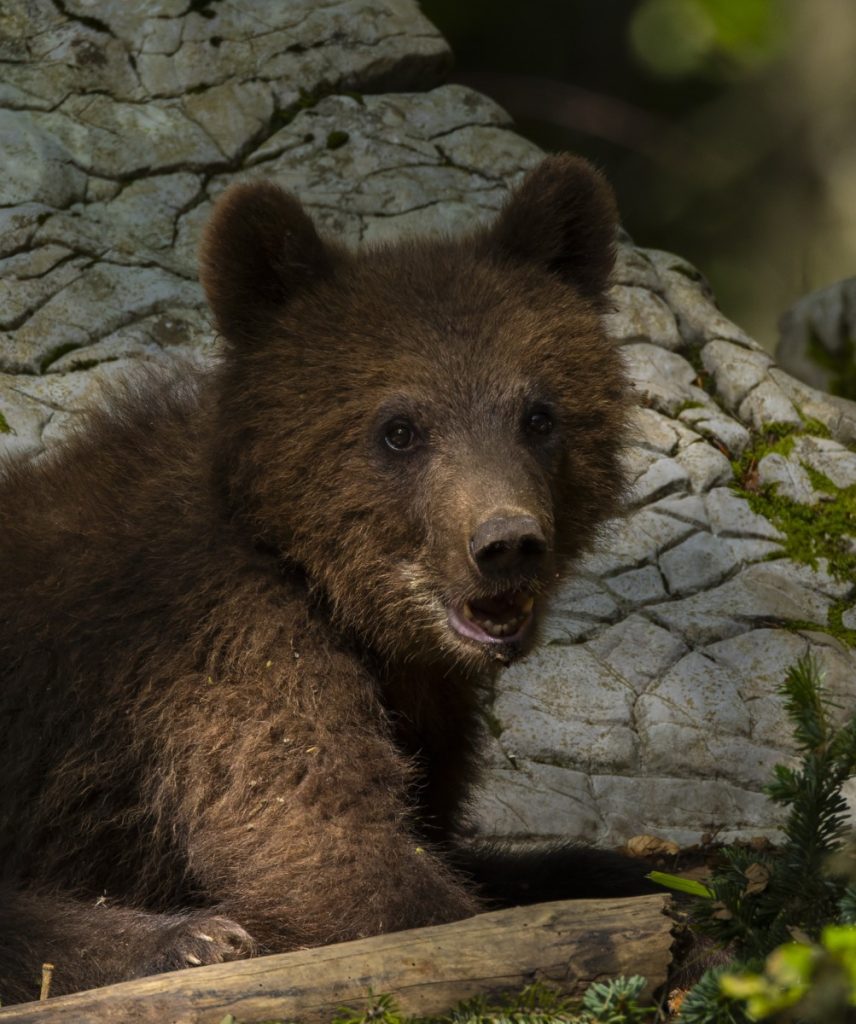 Ursii de la Târgu Mureș, mai somnoroși ca oricând, anunță sosirea unei primăveri întârziate Pe măsură ce natura se pregătește să își reia ritmul vibrat, urșii din Grădina Zoologică din Târgu Mureș par să fie încă învăluiți în hibernare, un exemplu elocvent al faptului că primăvara încă întârzie să își arate fața în jumătatea noastră