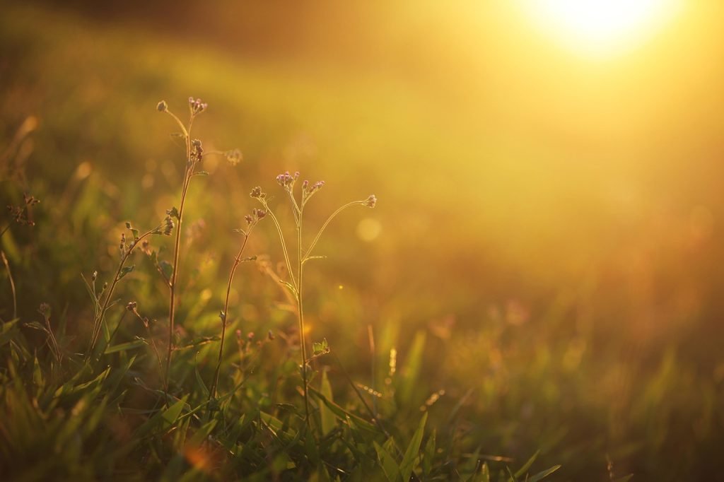 Temperaturi record de aproape 30 de grade Celsius în sud-vestul Franței: o iarnă atipică Val de căldură neașteptat în sud-vestul Franței, unde marți au fost înregistrate temperaturi extreme pentru luna februarie