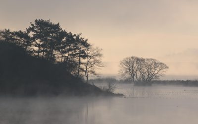 spinelee-bog-7426469_1280.jpg - JurnalUrban