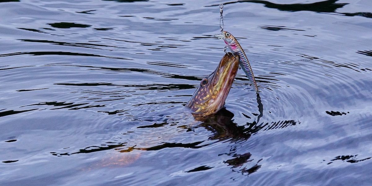 stiuca-.jpeg - JurnalUrban