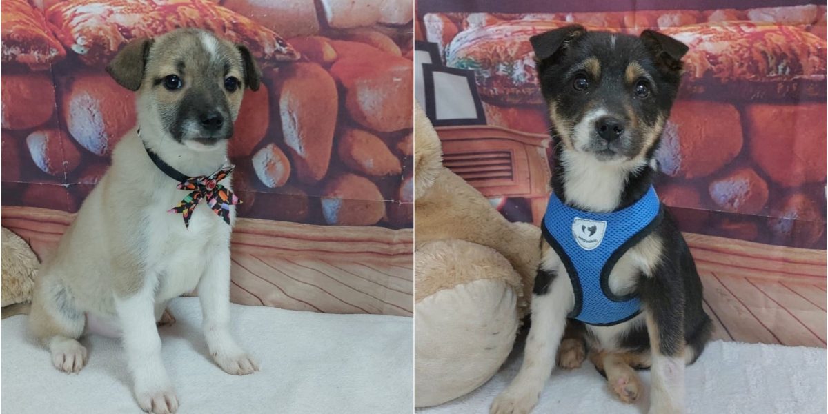 targ-adoptii-ASPA.jpg - JurnalUrban