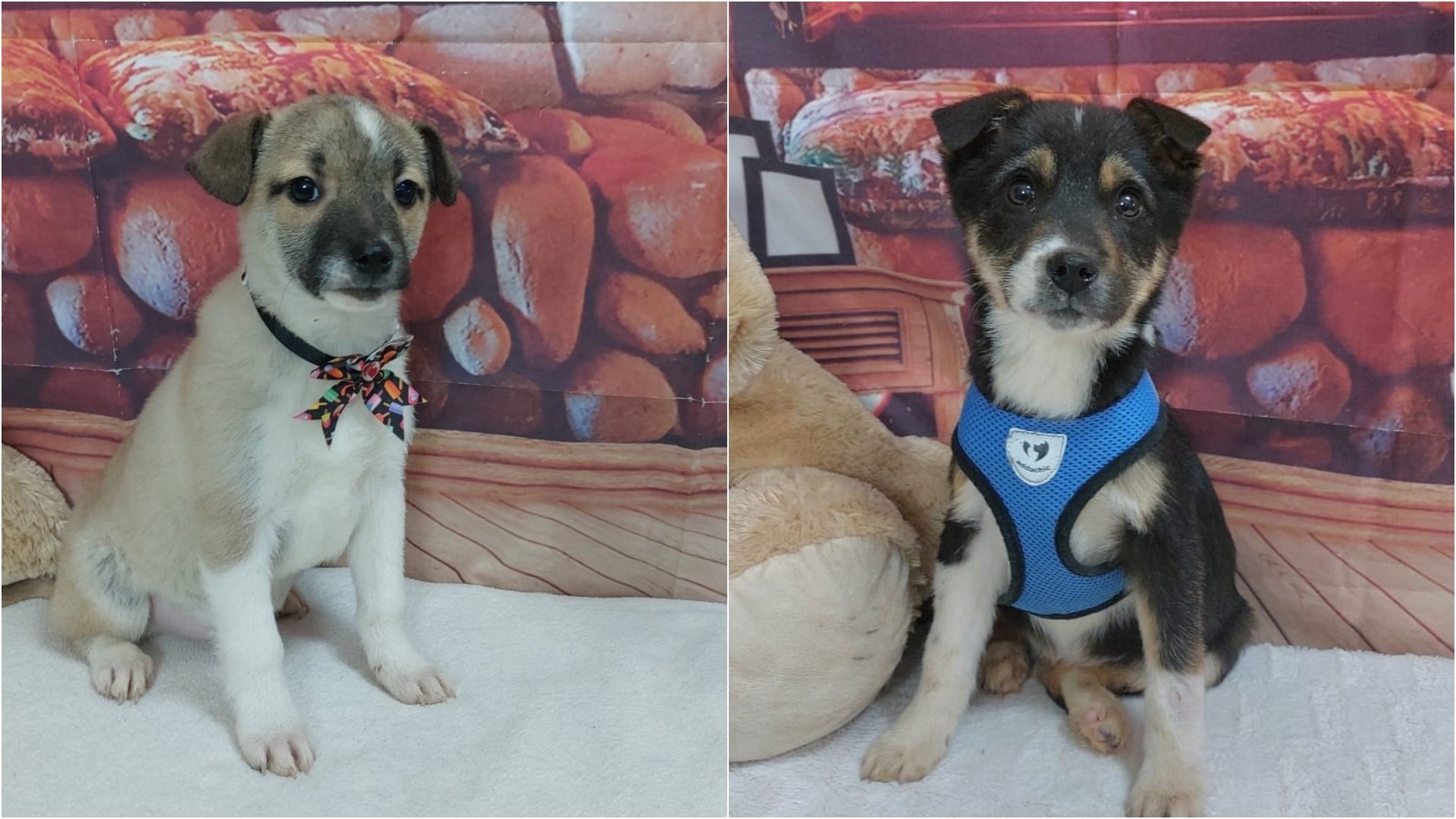 Bucureștenii interesați de adopția de animale de companie vor avea ocazia să întâmpine primii cățeluși în familie în acest an, într-un eveniment organizat de Autoritatea pentru Supravegherea și Protecția Animalelor (ASPA)