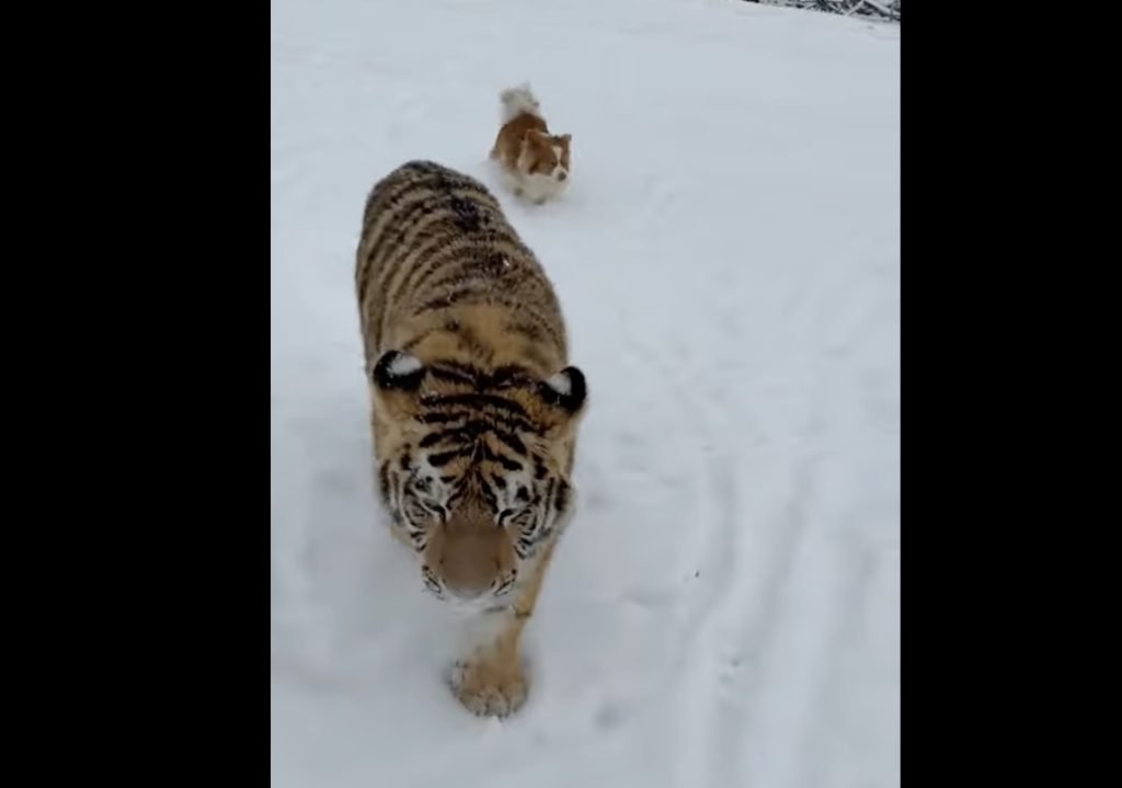 Imagini virale pe TikTok dezvăluie un peisaj neașteptat în inima județului Dâmbovița: un tigru siberian, liber, explorând o curte