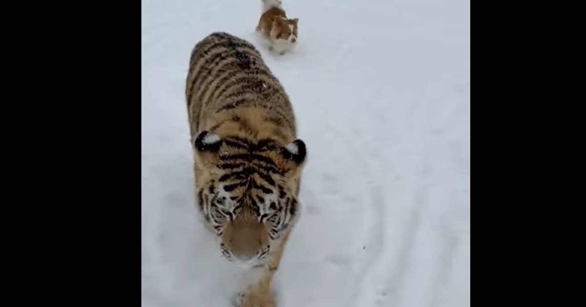 tigru-siberian.jpg - JurnalUrban