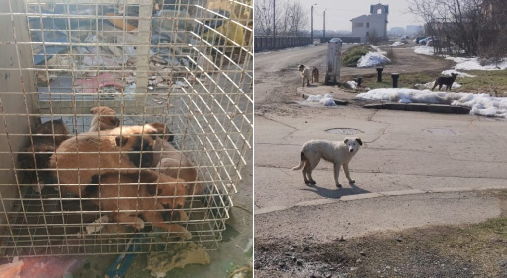 ASPA anunță preluarea a 61 de câini din București, din martie până în prezent Autoritatea pentru Supravegherea și Protecția Animalelor (ASPA) a preluat 61 de câini din diverse sectoare ale Bucureștiului, de la începutul lunii martie și până în prezent