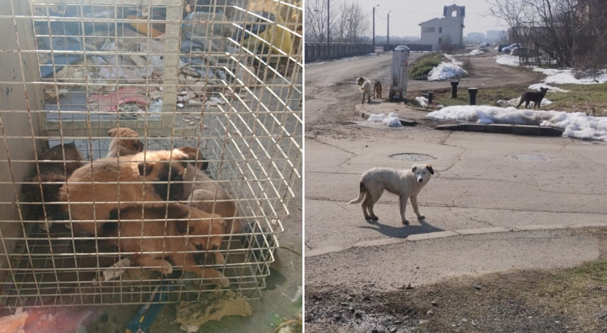 ASPA anunță preluarea a 61 de câini din București, din martie până în prezent Autoritatea pentru Supravegherea și Protecția Animalelor (ASPA) a preluat 61 de câini din diverse sectoare ale Bucureștiului, de la începutul lunii martie și până în prezent