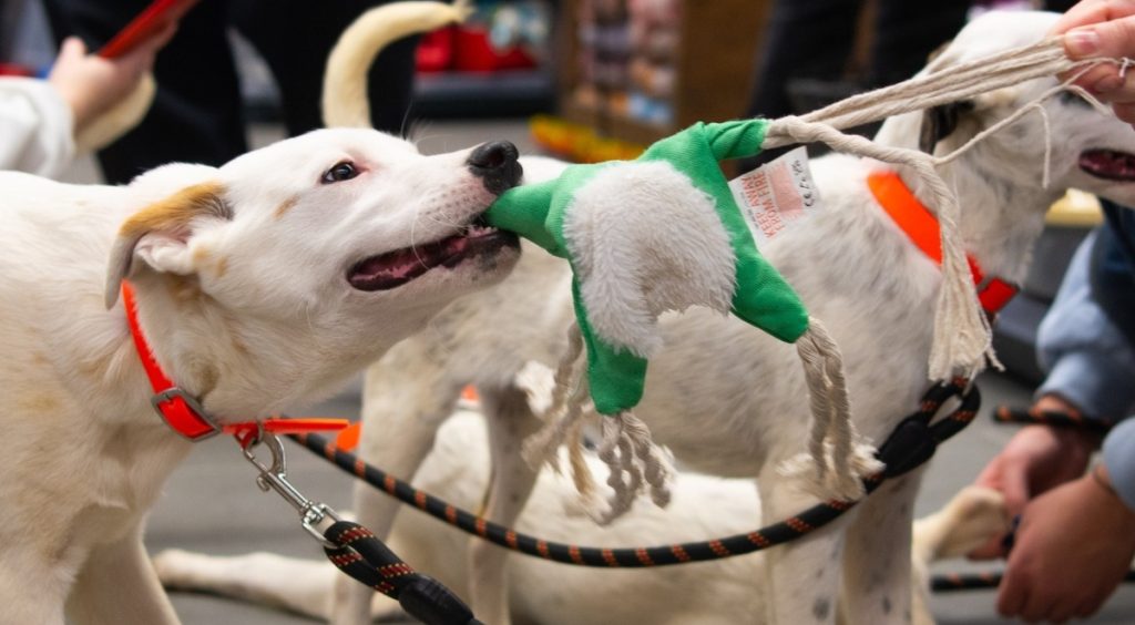 ASPA București organizează un eveniment de adopții pentru căței în aprilie Autoritatea pentru Supravegherea și Protecția Animalelor (ASPA) București anunță un eveniment dedicat adopțiilor de câini