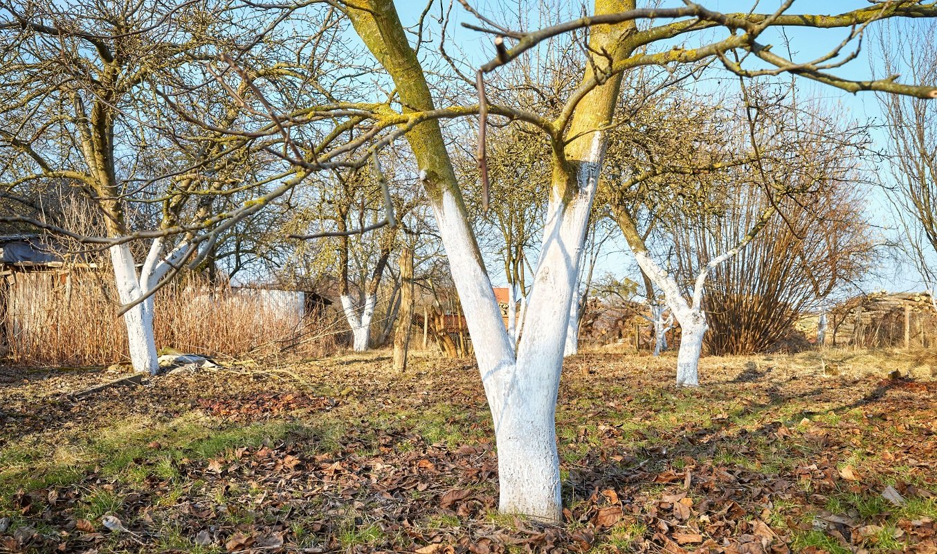 Albirea pomilor: Tradiție și modernitate în protejarea livezilor Albirea copacilor, o practică veche de secole, nu este doar o metodă de înfrumusețare a livezilor