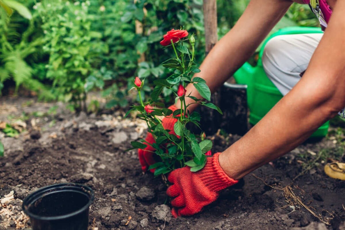 Primăvara în grădină: Cum să plantezi trandafirii și alte flori cu rădăcină nudă A venit momentul să ne pregătim grădinile pentru sezonul cald