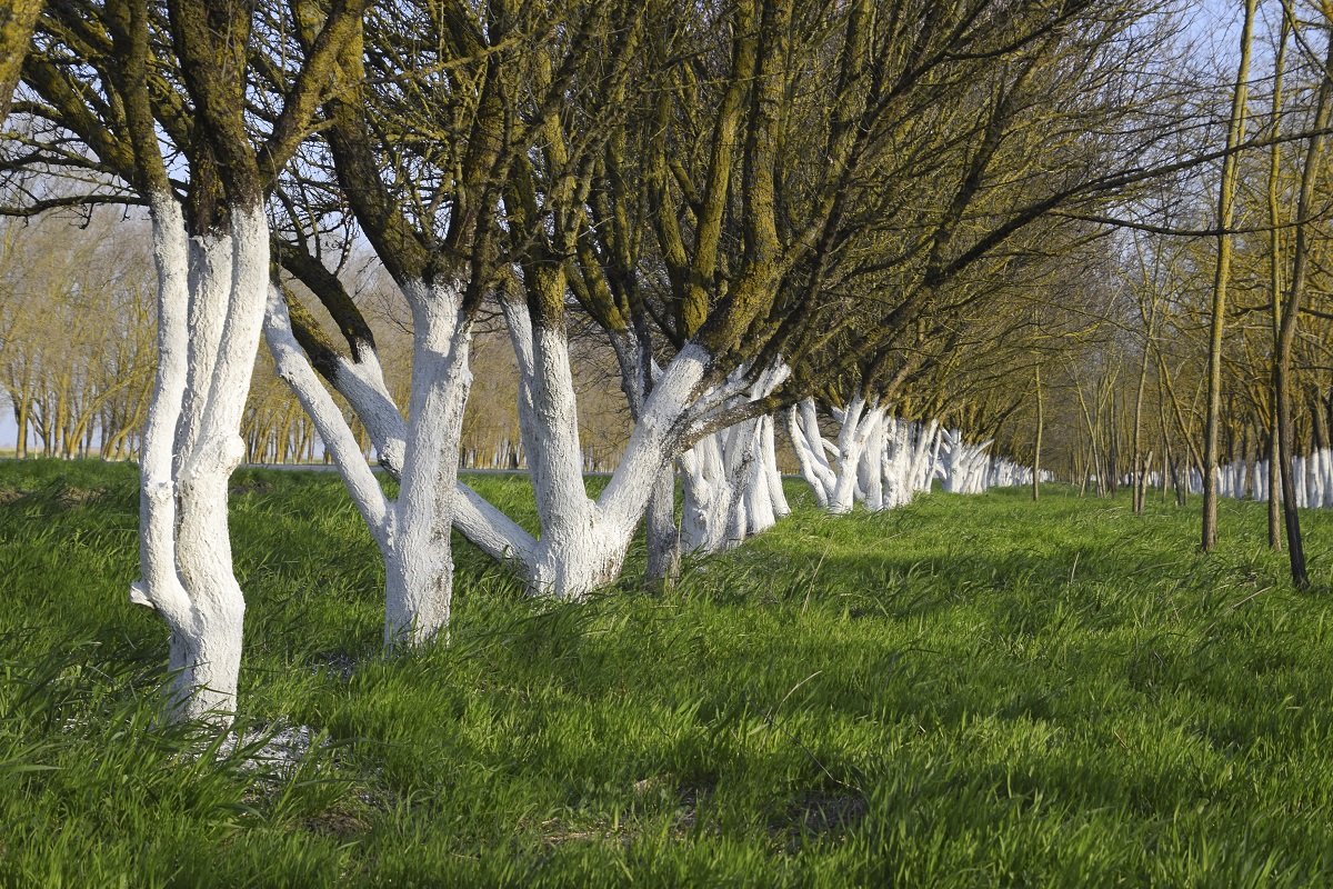 Văruirea pomilor fructiferi: un gest simplu cu efecte majore Primăvara este momentul optim pentru văruirea pomilor fructiferi, o practică agricolă care aduce multiple beneficii