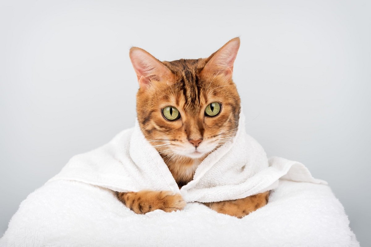 Cele mai energice rase de pisici: Felinele care adoră joaca