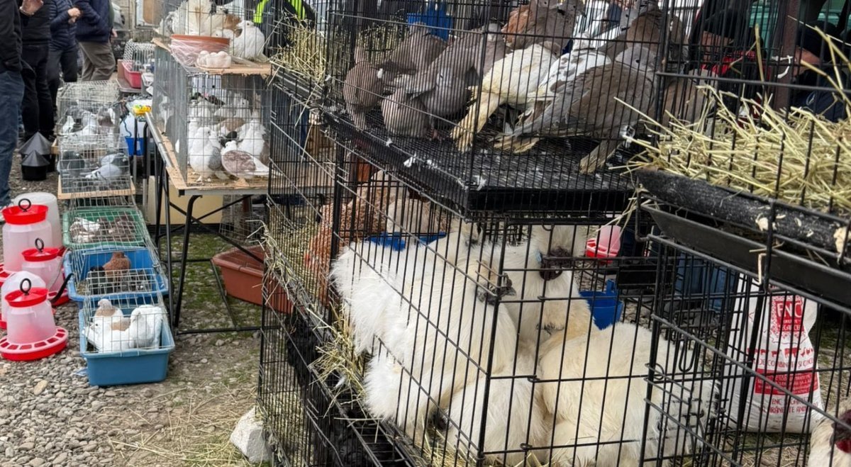Nereguli majore la târgul din Voluntari: comerț ilegal cu animale și condiții improprii Un control mixt efectuat recent la târgul din Voluntari a scos la iveală o serie de nereguli grave, de la comerț ilegal cu animale și condiții improprii de adăpostire, până la comercializarea unor produse alimentare neconforme