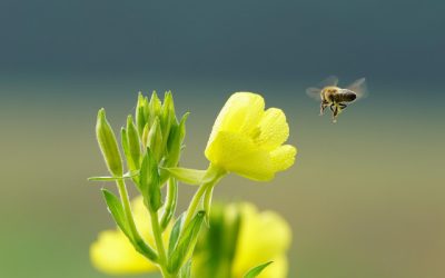 Echinocțiul de primăvară 2026: Ziua egală cu noaptea? Adevărul curios