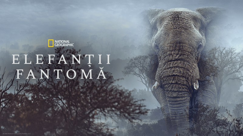 În căutarea „Elefanților Fantomă”: O expediție cinematografică în inima Africii Un nou documentar promite să ne transporte într-o călătorie fascinantă în inima Africii, în căutarea unor elefanți misterioși, denumiți „fantome”