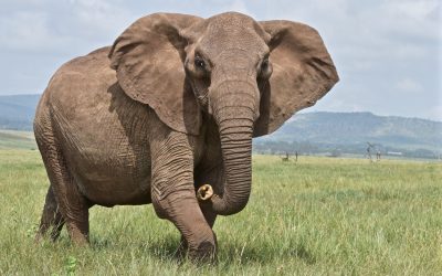 Elefantii-evita-aceste-zone_shutterstock_descopera-10.jpg - JurnalUrban